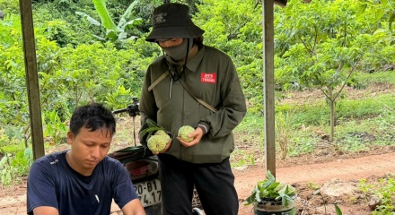 Sản phẩm Na La Hiên, Thái Nguyên – Nâng tầm thương hiệu trên thị trường nông sản