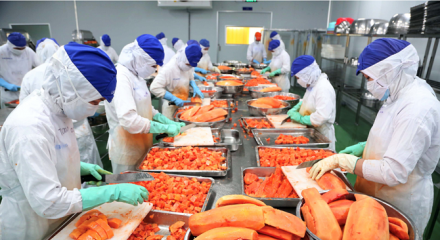 Rau quả Việt khởi sắc tại thị trường EU, hàng chế biến sâu lập kỷ lục mới