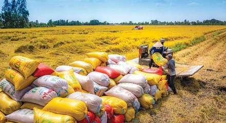 Gỡ khó xuất khẩu gạo sang thị trường Philippines