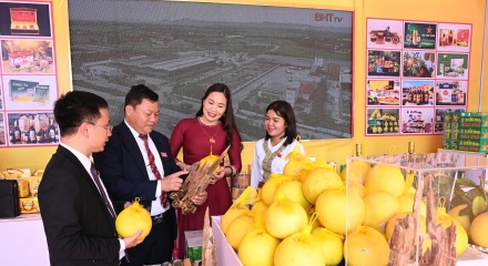 Bưởi Phúc Trạch – Miền di sản trăm năm của vùng đất huyền thoại