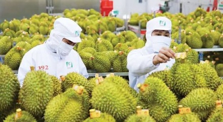Xuất khẩu rau quả Việt Nam tăng trưởng mạnh, hướng đến mốc 10 tỷ USD