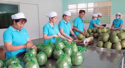 Úc tạm dừng nhập khẩu trái bưởi tươi, Bộ Nông nghiệp chỉ đạo khắc phục
