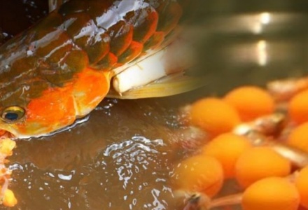 Xác minh làm rõ việc 13 người ăn trứng cá rồng nhập viện 