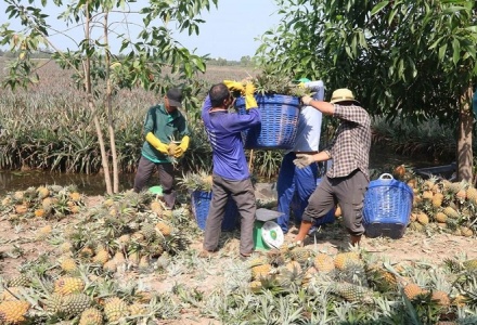 Giá dứa tại Tiền Giang tăng mạnh, người nông dân bội thu