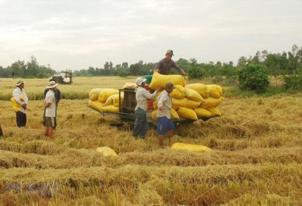 Ngân hàng Nhà nước chỉ đạo đẩy mạnh cho vay thu mua, kinh doanh lúa, gạo