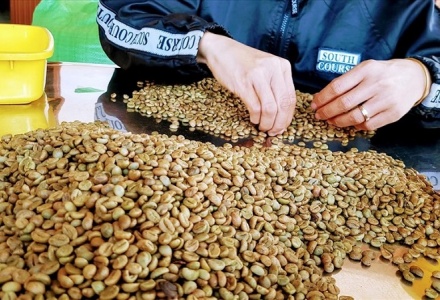 Xuất khẩu cà phê vượt mốc 2 tỷ USD trong 5 tháng đầu năm