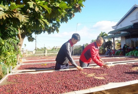 Xuất khẩu cà phê của Việt Nam giảm mạnh trong tháng 9/2023