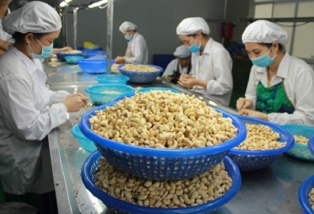 Xuất khẩu hạt điều thu về hơn 3,3 tỷ USD trong 11 tháng qua