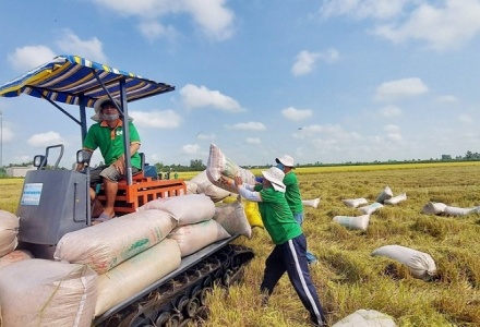 Giá gạo xuất khẩu của Việt Nam tăng kỷ lục, đạt mức 663 USD/tấn