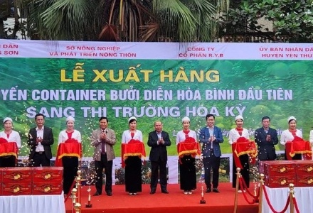 Tỉnh Hoà Bình xuất khẩu lô bưởi Diễn đầu tiên sang thị trường Mỹ