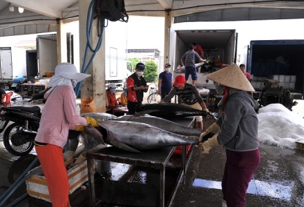 Việt Nam đã xuất khẩu cá ngừ sang 80 thị trường nước ngoài