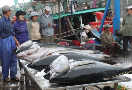 Xuất khẩu cá ngừ khởi sắc trong những tháng đầu năm 2024