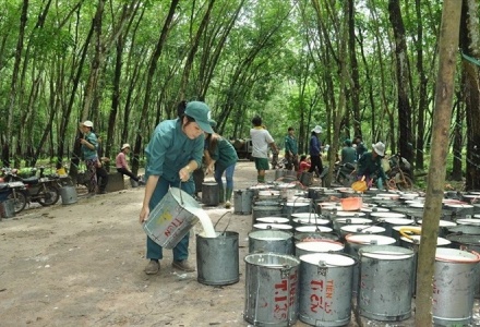 Việt Nam vẫn còn nhiều dư địa xuất khẩu cao su sang Hoa Kỳ