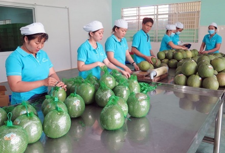 Trái bưởi Việt Nam sắp được xuất khẩu sang Hàn Quốc