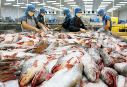 Cá tra Việt Nam được ưa chuộng tại hơn 140 thị trường trên thế giới