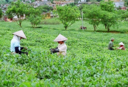 Điểm tên 3 thị trường xuất khẩu chè lớn nhất của Việt Nam