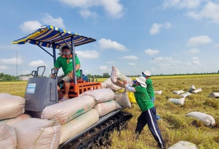 Bộ Công Thương lý giải về giá gạo xuất khẩu đang ở mức thấp nhất 2 năm