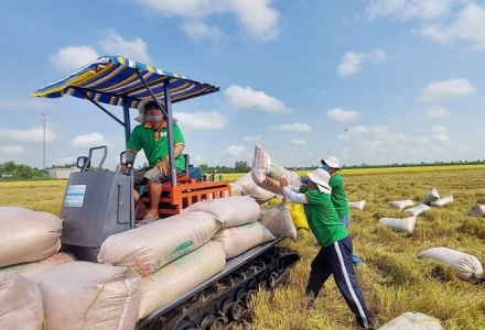 Giá gạo xuất khẩu tăng trở lại, dự báo phục hồi từ quý II/2025