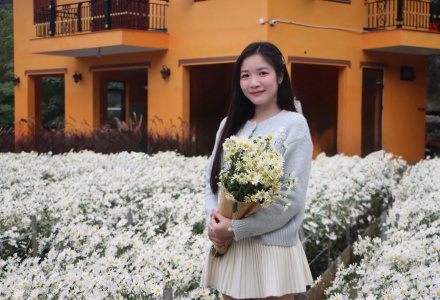 Ngỡ ngàng vườn cúc họa mi bung nở trắng xóa ở Thanh Hoá 