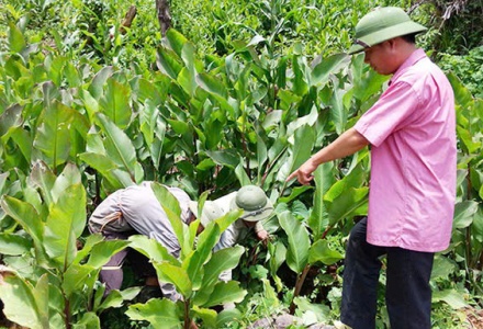 HTX Hồng Phước: Mô hình HTX đa ngành tạo sinh kế bền vững cho người dân vùng cao Điện Biên