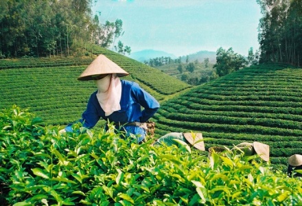 Bộ Công Thương khẩn trương tháo gỡ ách tắc cho gần 500 container chè tại Pakistan