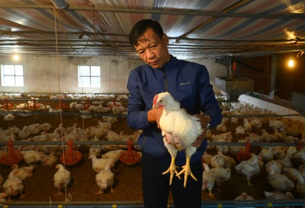 Ngành chăn nuôi bảo đảm nguồn cung thực phẩm dịp Tết Bính Ngọ 2026