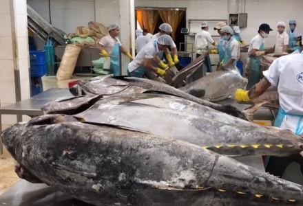 Xuất khẩu cá ngừ sang Tây Ban Nha dự kiến tăng nhẹ trong năm 2026