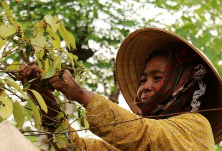 Xuất khẩu hồ tiêu và gia vị Việt Nam cán mốc 2 tỷ USD