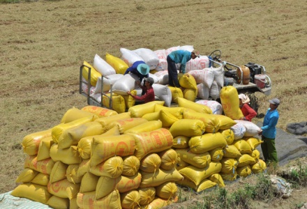 Việt Nam dự kiến xuất khẩu 7,73 triệu tấn gạo trong năm 2026