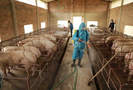 Bổ sung một số điều của các Nghị định trong lĩnh vực chăn nuôi và thú y