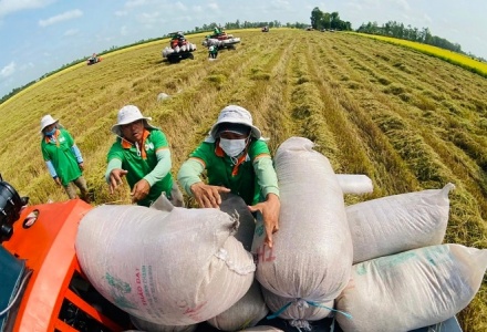 Gạo phát thải thấp: 'Chìa khóa' nâng tầm thương hiệu và giá trị xuất khẩu gạo Việt