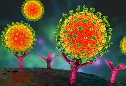 Việt Nam chưa ghi nhận trường hợp mắc bệnh do virus Nipah