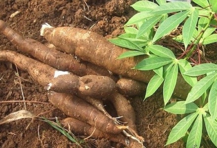 Ngành sắn Việt Nam và thách thức từ bài toán truy xuất nguồn gốc