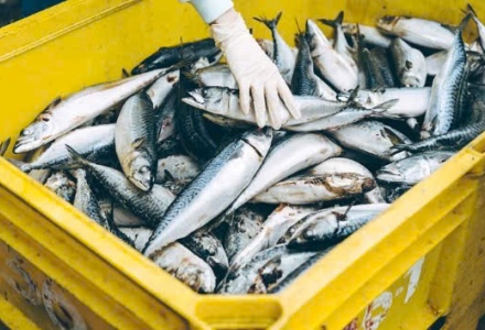 Xuất khẩu thủy sản tăng tốc đầu năm, châu Á dẫn nhịp