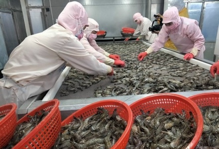 Tôm Việt trước sức ép mới khi Ấn Độ đẩy mạnh xuất khẩu sang EU