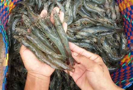 Xuất khẩu tôm Việt đón 'tin vui' từ Mỹ và Trung Quốc