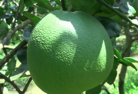 Australia công bố điều kiện nhập khẩu cho bưởi tươi của Việt Nam