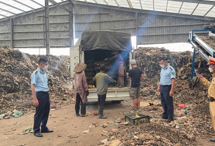Quảng Ninh tiêu hủy gần 3 tấn lòng lợn bốc mùi và hơn 13.000 gia cầm lậu