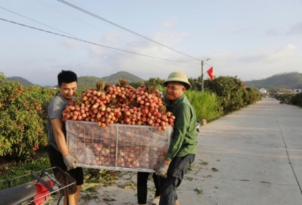 Bắc Ninh: Định vị phân khúc vải thiều cao cấp, bứt phá trên môi trường số