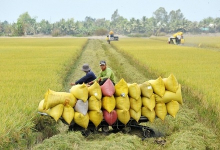 Ngành lúa gạo Việt Nam và bài toán nâng cao giá trị bền vững