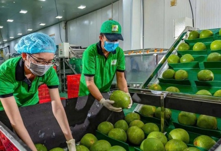 Bưởi và chanh Việt Nam rộng cửa xuất khẩu chính ngạch sang Trung Quốc