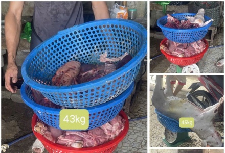 Thanh Hóa khởi tố 3 đối tượng mua bán, giết mổ lợn dịch bán ra thị trường