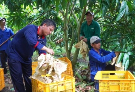 Du lịch nông nghiệp mở thêm động lực gia tăng giá trị cho ngành hàng xoài