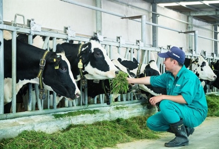 Chăn nuôi Việt Nam: Từ cuộc đua sản lượng sang cuộc đua tiêu chuẩn