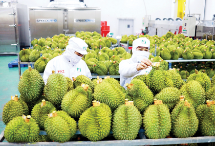 Hoàn thiện 'hạ tầng kỹ thuật' để xuất khẩu rau quả sang Trung Quốc bứt phá