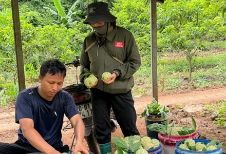 Sản phẩm Na La Hiên, Thái Nguyên – Nâng tầm thương hiệu trên thị trường nông sản