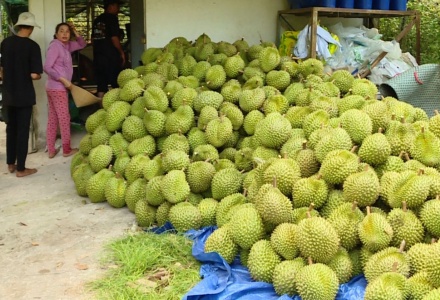 Sầu riêng Việt Nam hướng tới mốc xuất khẩu 4 tỷ USD