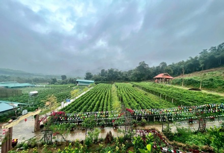 Để phát triển dược liệu, Nghệ An cần hướng tới 3 giá trị cốt lõi
