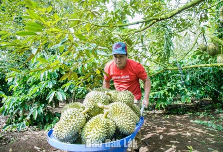 Đắk Lắk xây dựng 3 kịch bản tiêu thụ 500.000 tấn sầu riêng vụ 2026