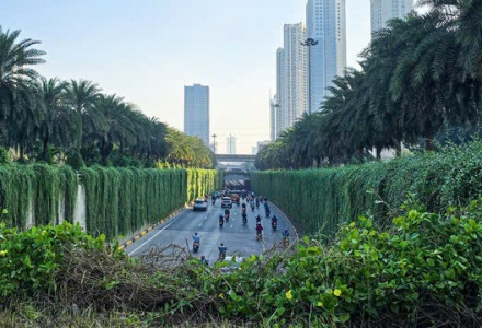 Hà Nội định hướng mỗi tuyến phố trồng một loài cây chủ đạo 